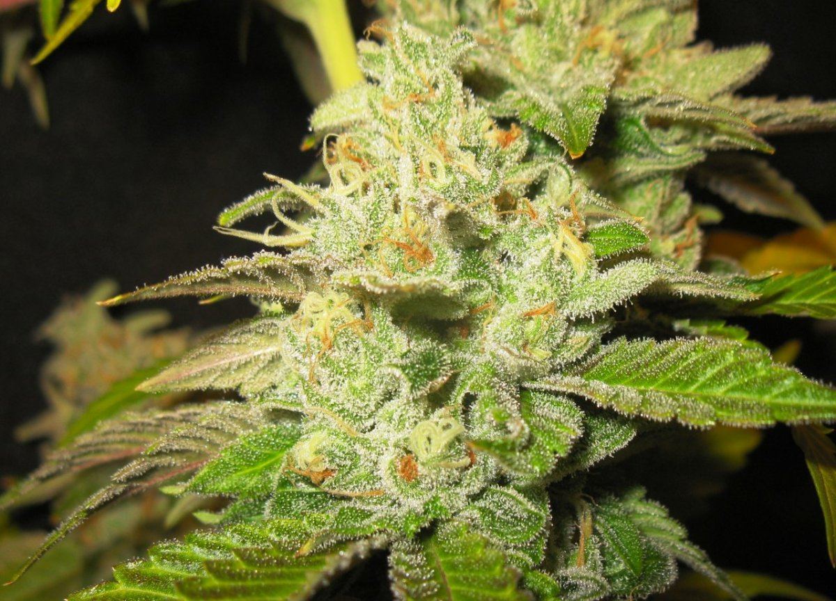Canna chopjacked 042