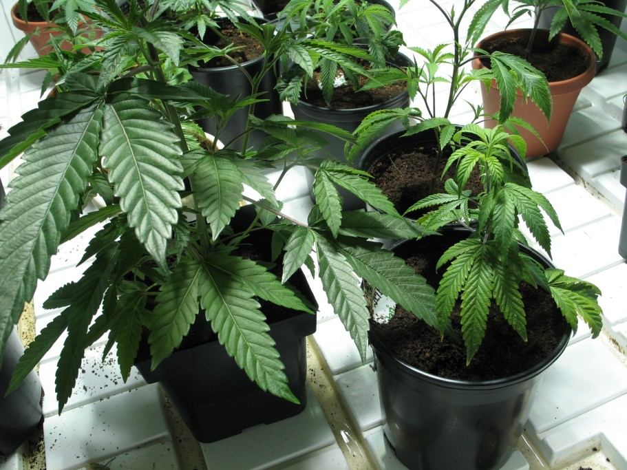 Canna coco deficiencies 3