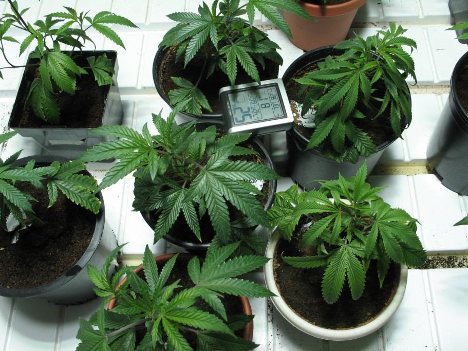 Canna coco deficiencies 4