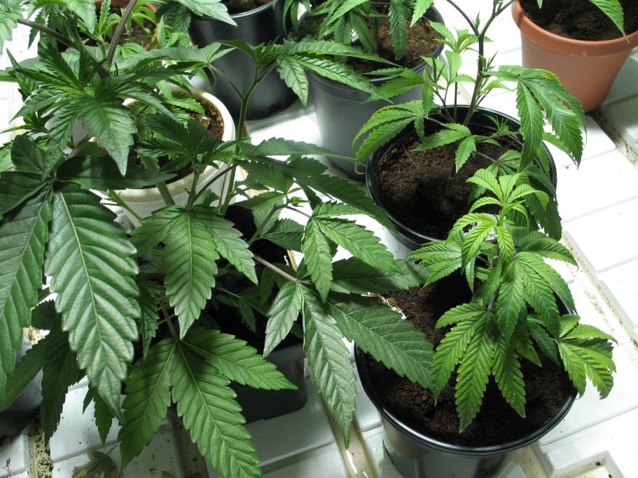 Canna coco deficiencies
