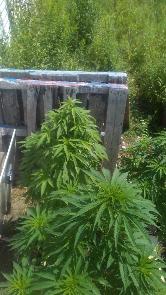 Canna7 15 18 002