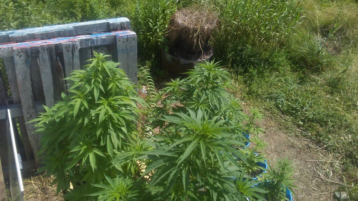 Canna7 15 18 009