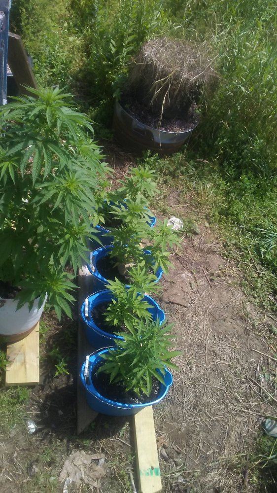 Canna7 15 18 011