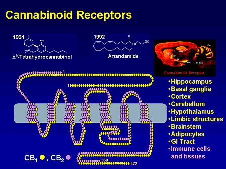 Cannabinoidreceptors