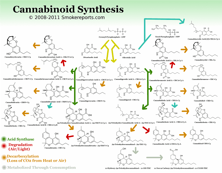 Cannabinoidsynthesissmallest