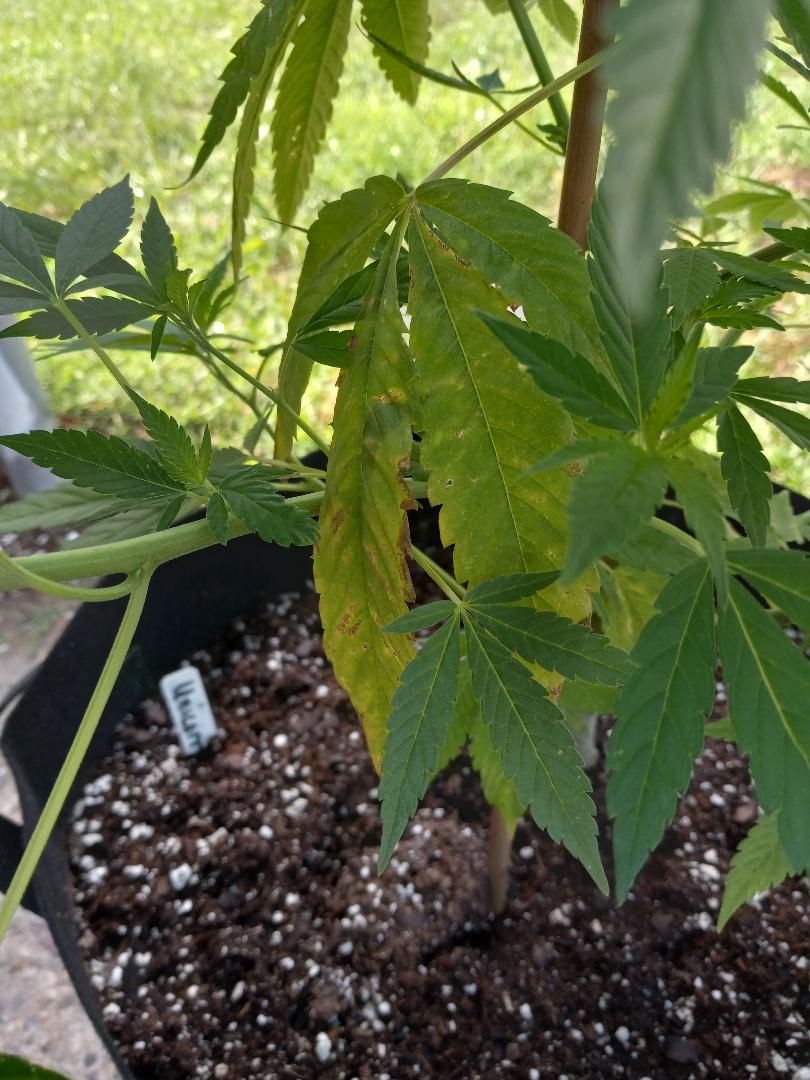 Cannabis 1
