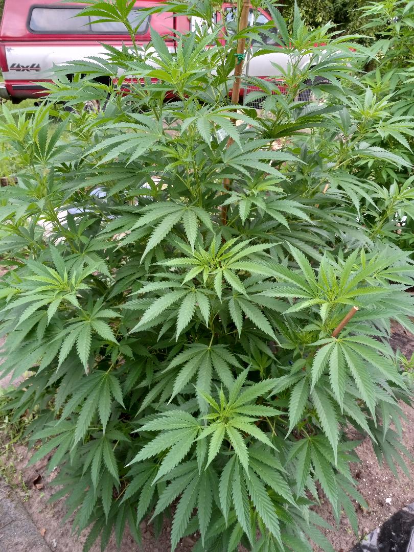 Cannabis 4