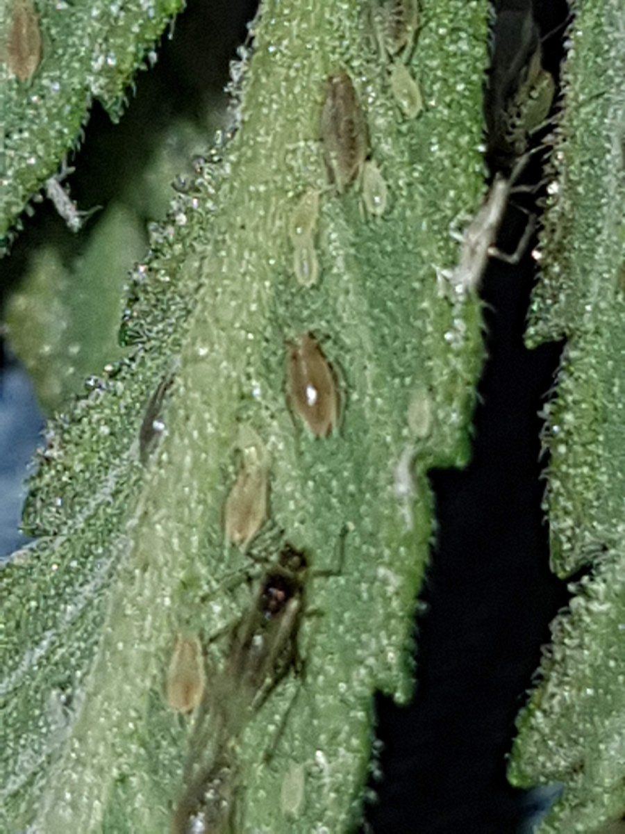 Cannabis aphids birth to death