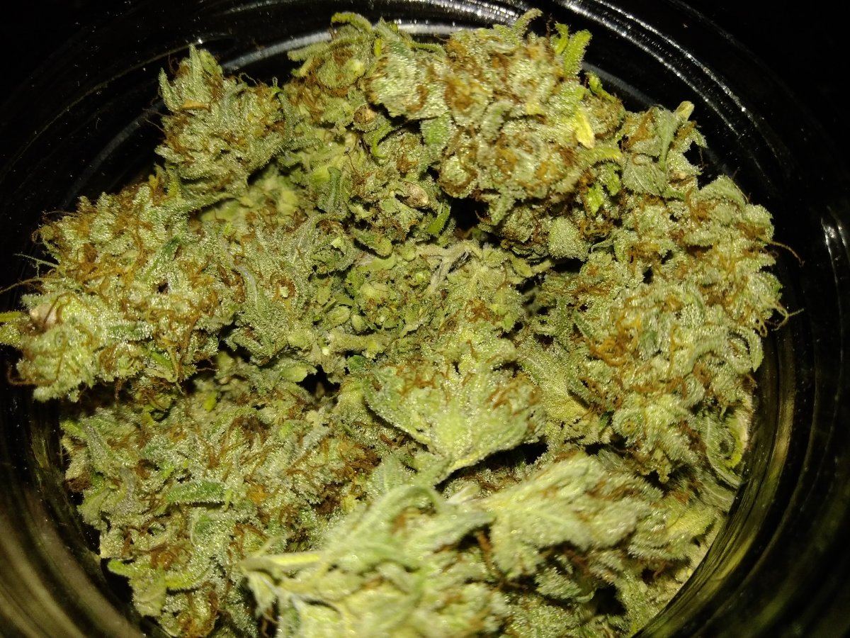Cannabis australis 3