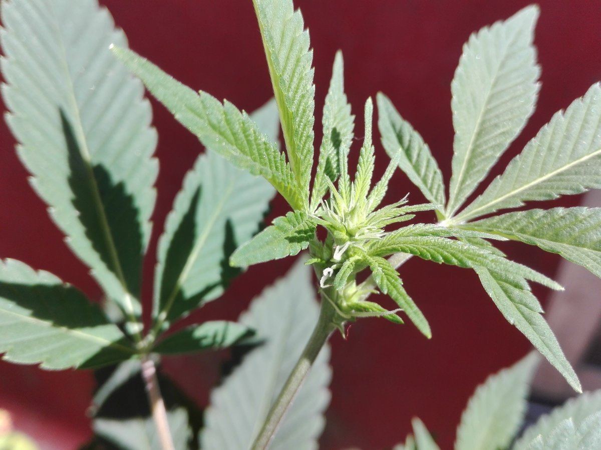 Cannabis australis 4