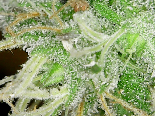 Cannabis bud ak47 9jpg