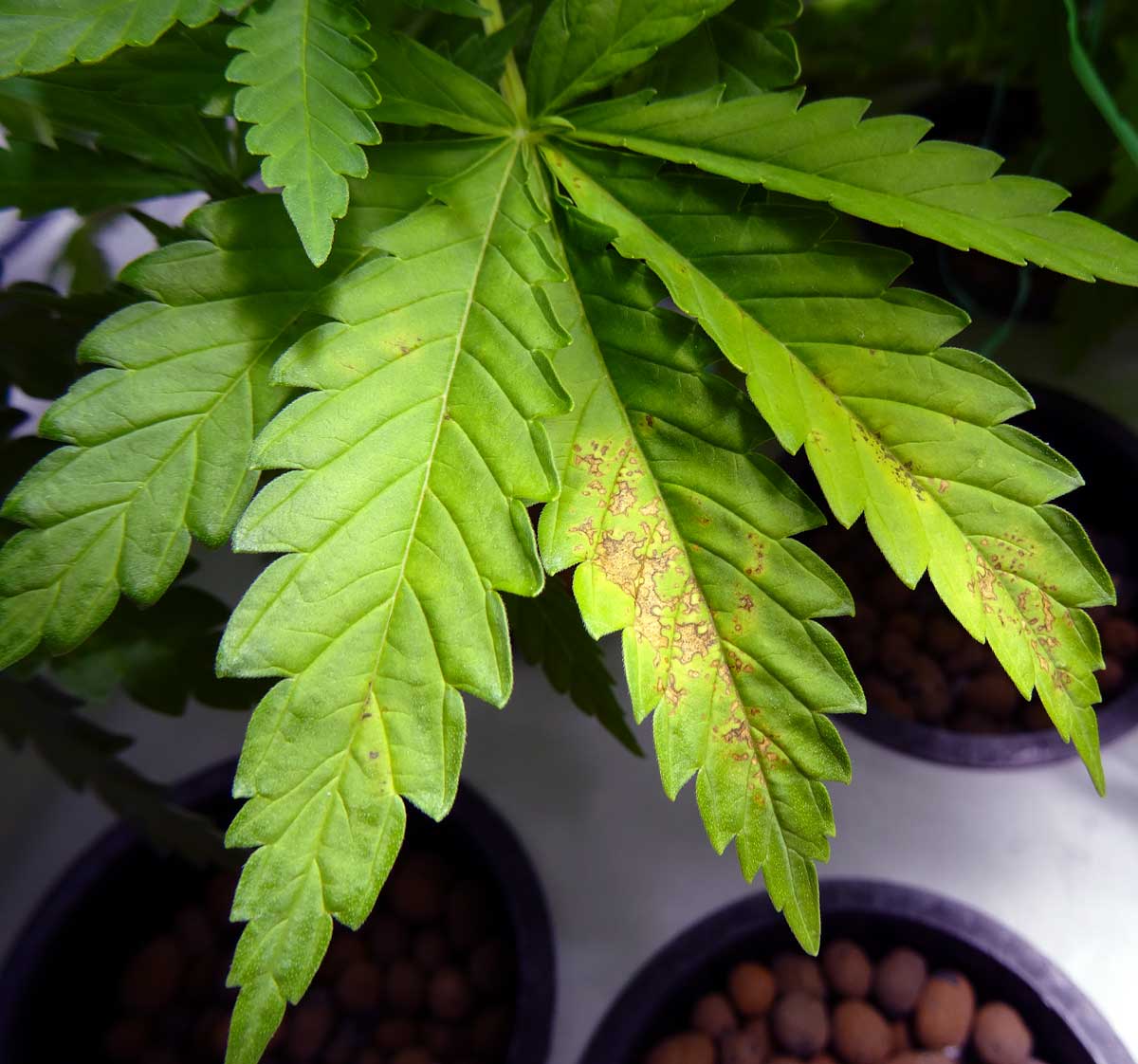 Cannabis calcium deficiency bottom plant lack of light