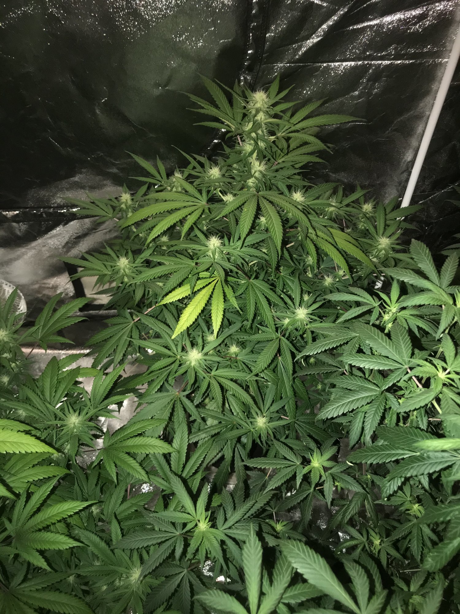 Cannabis deficiency during flower 2