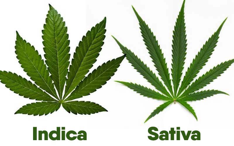 Cannabis difference between indica sativa plant leaves