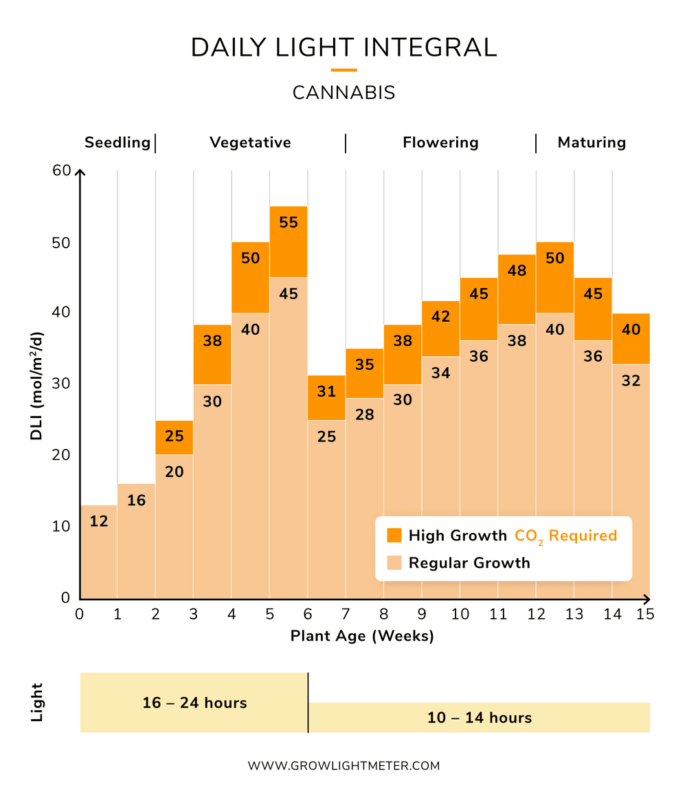 Cannabis dli cycle