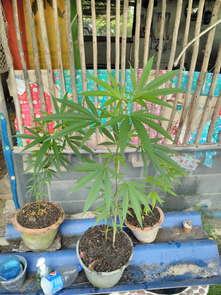 Cannabis in thailand5