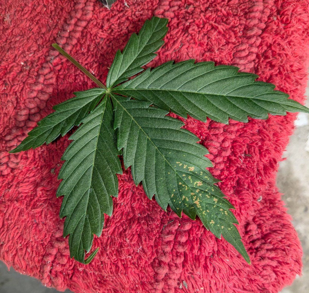 Cannabis leaf 11 Oct 2024