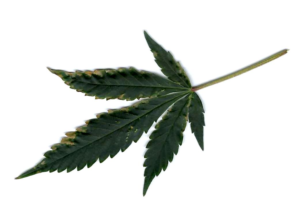 Cannabis leaf 2jpg