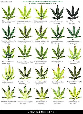 Cannabis leaf deficiencies