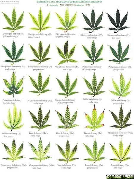 Cannabis leaf deficiencies