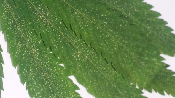 Cannabis leaf red spider mite