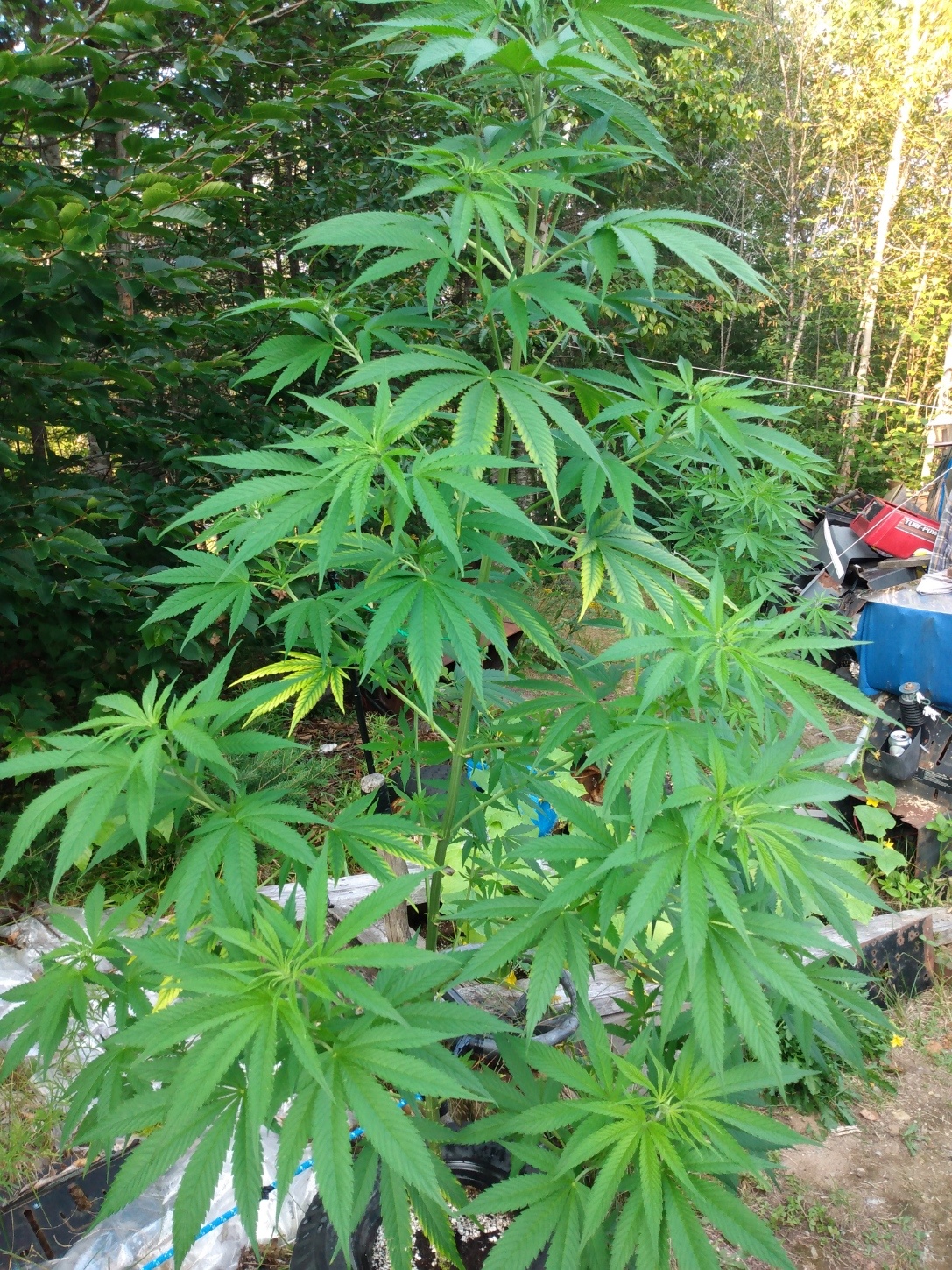 Cannabis leaf symptoms on my plants 2