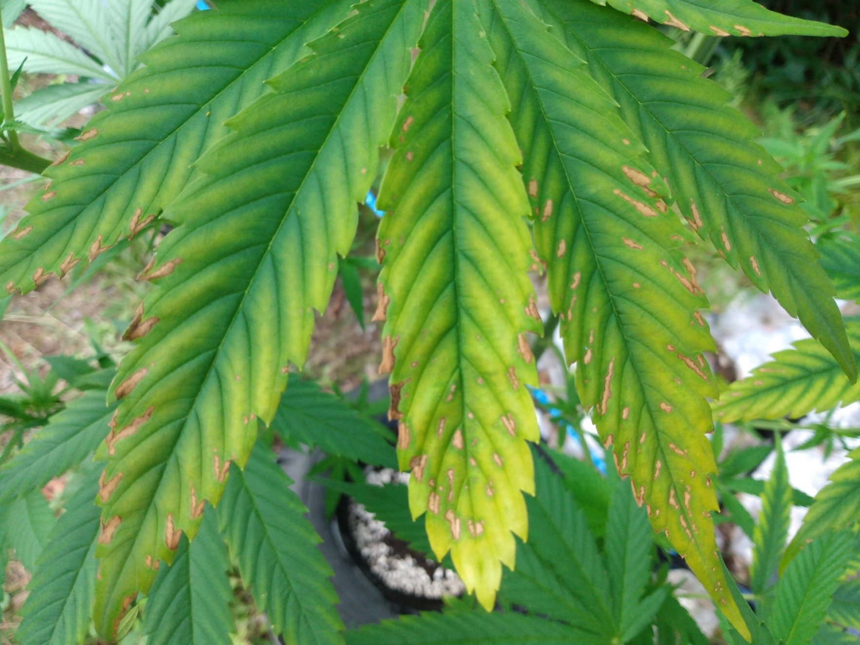 Cannabis leaf symptoms on my plants 3