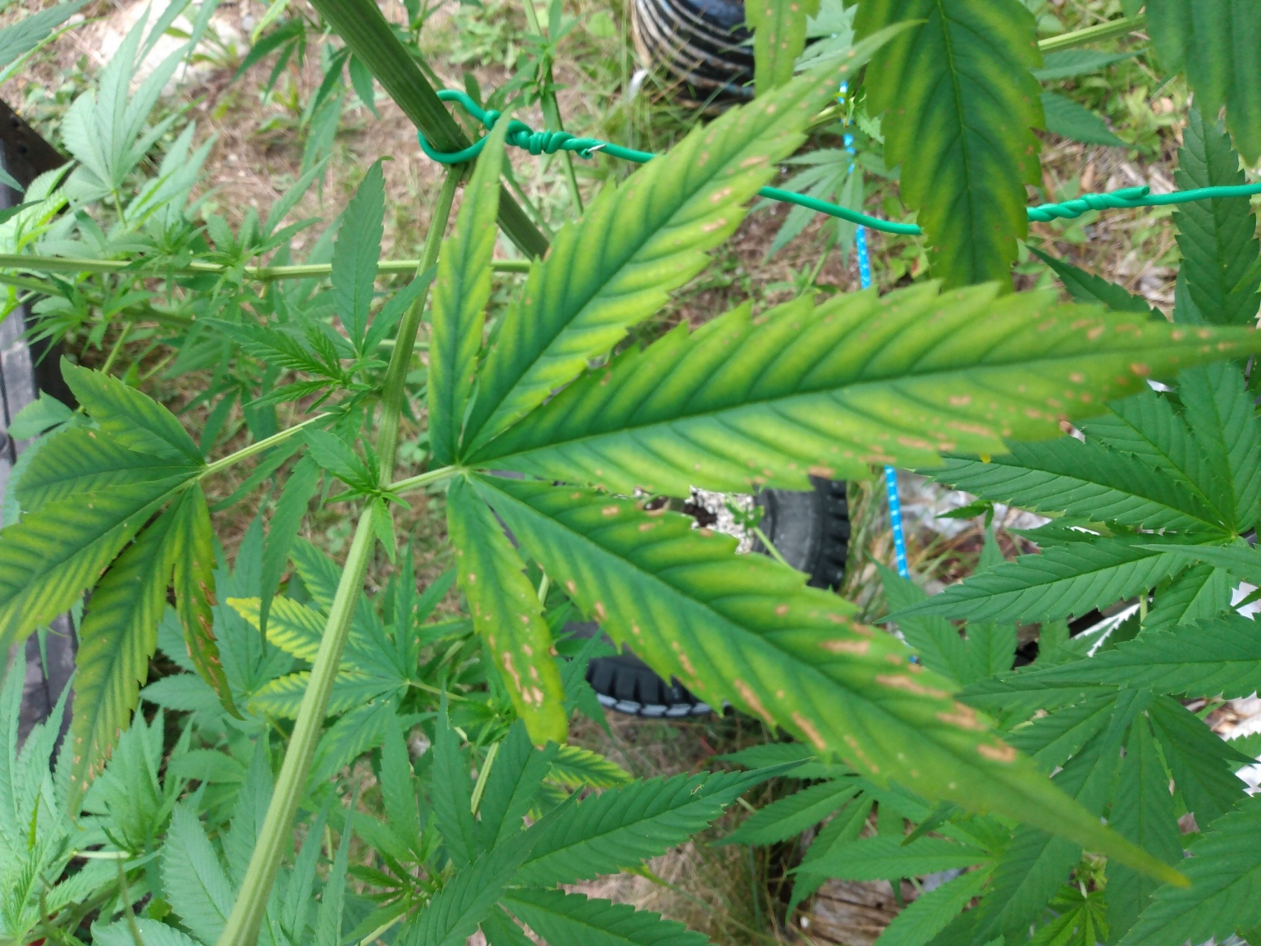Cannabis leaf symptoms on my plants 4