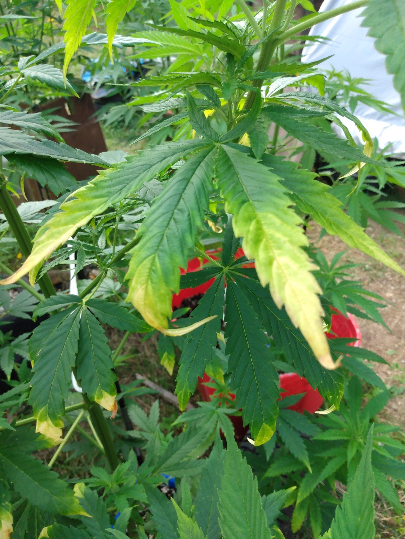Cannabis leaf symptoms on my plants 5