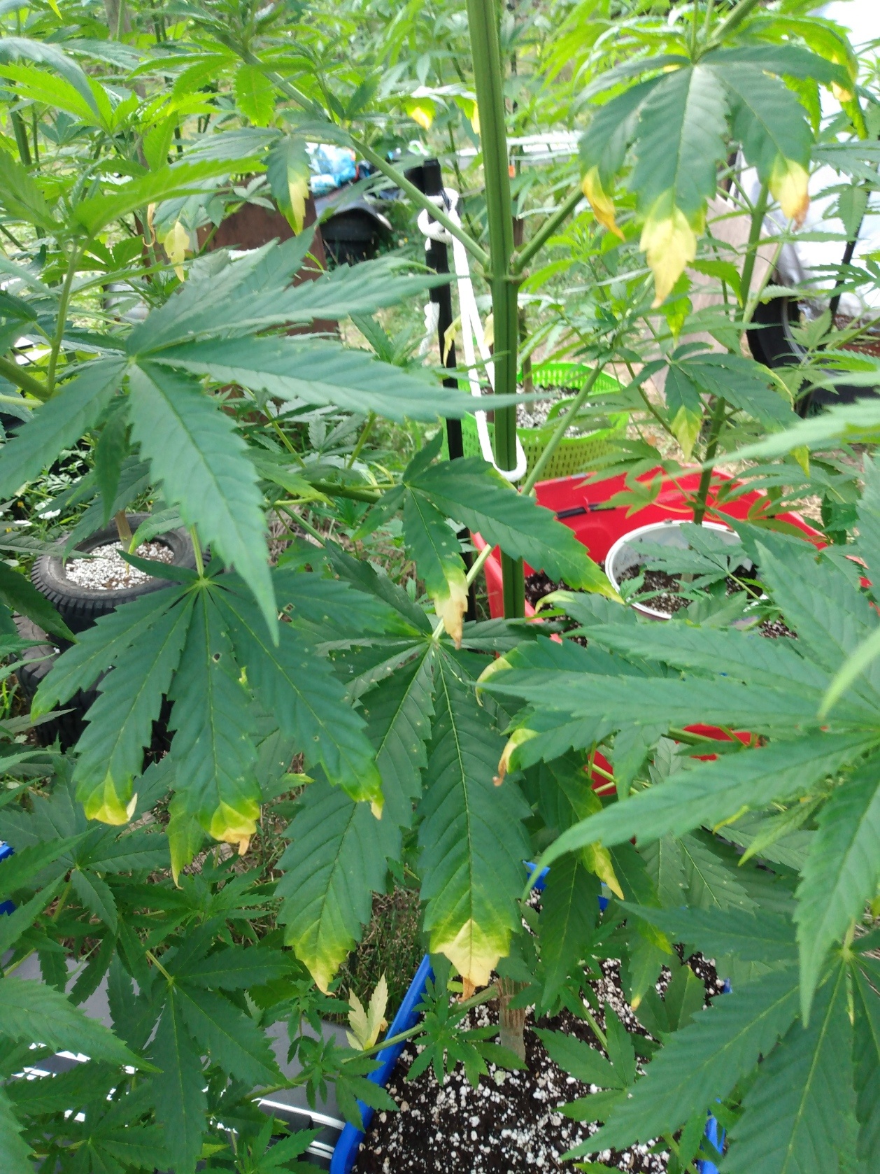 Cannabis leaf symptoms on my plants 6