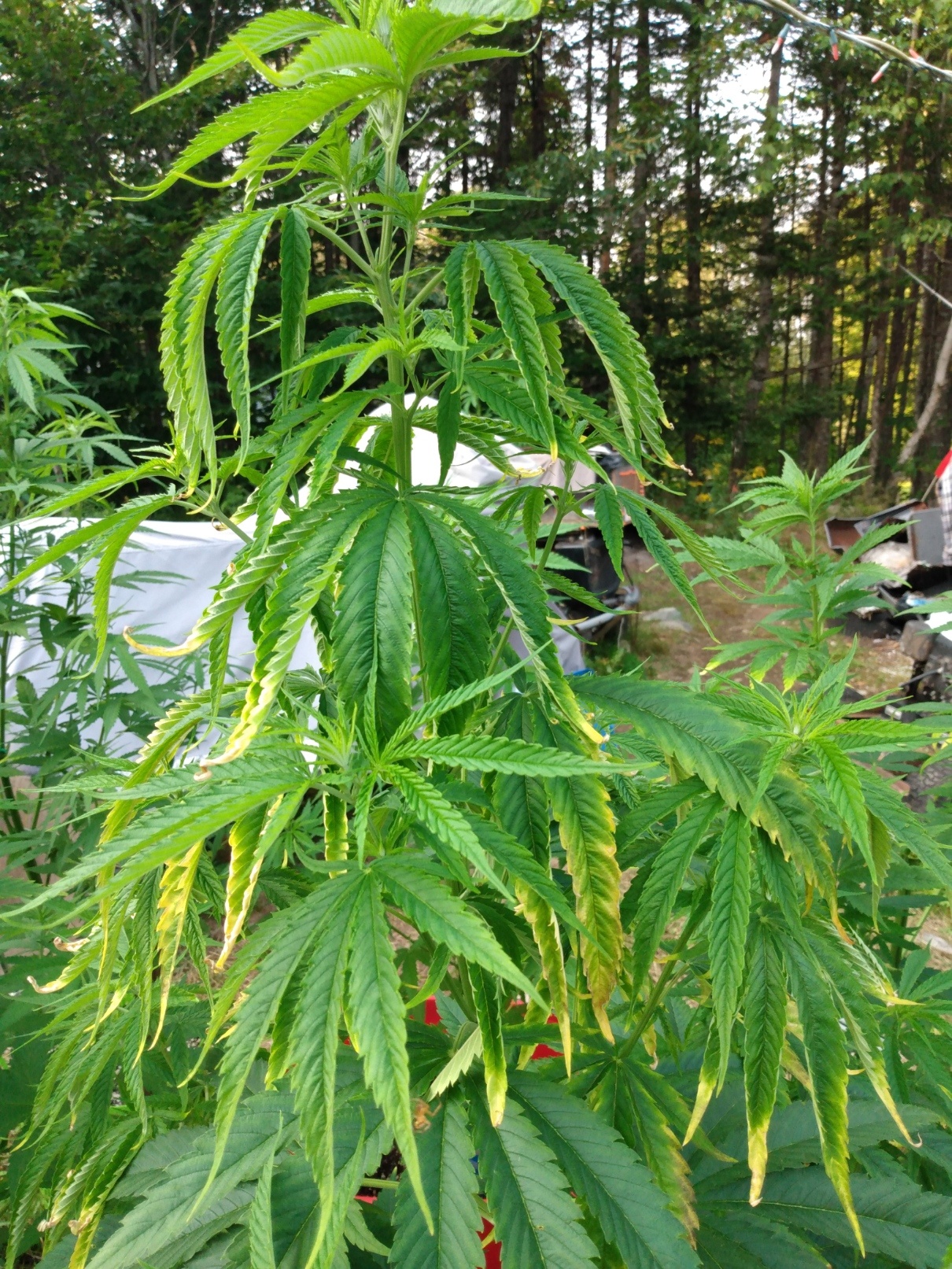 Cannabis leaf symptoms on my plants 7