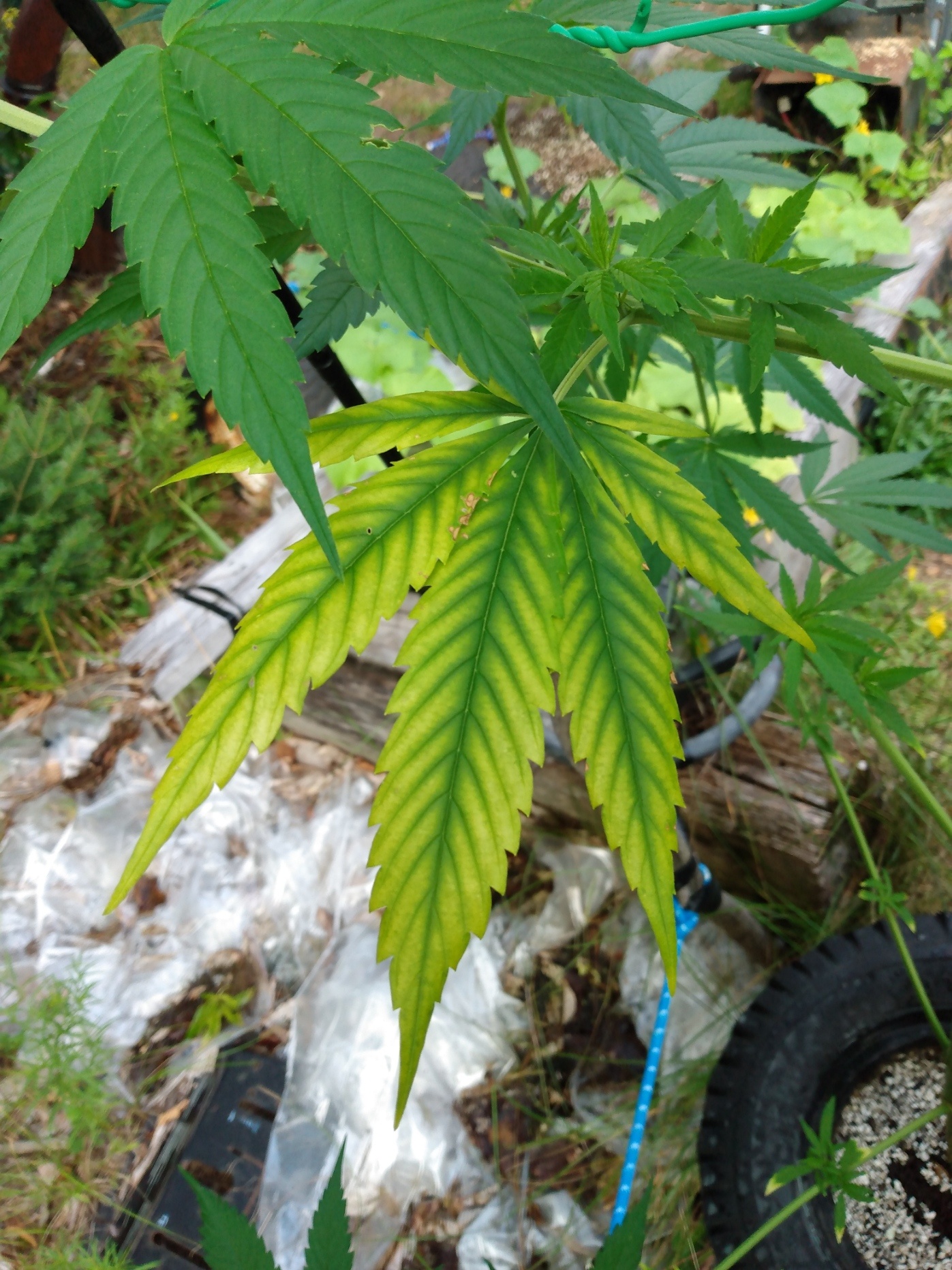 Cannabis leaf symptoms on my plants
