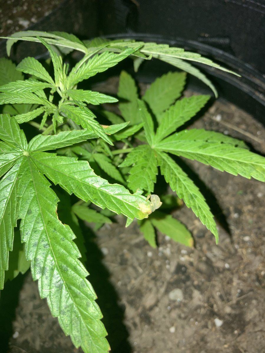 Cannabis leaves curling and turning yellow brown at tips