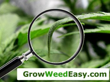 Cannabis leaves tips down sm