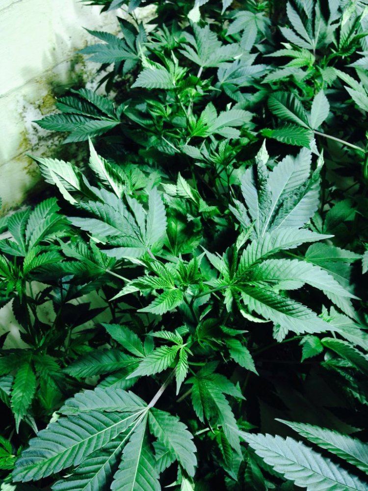 Cannabis leaves twisting