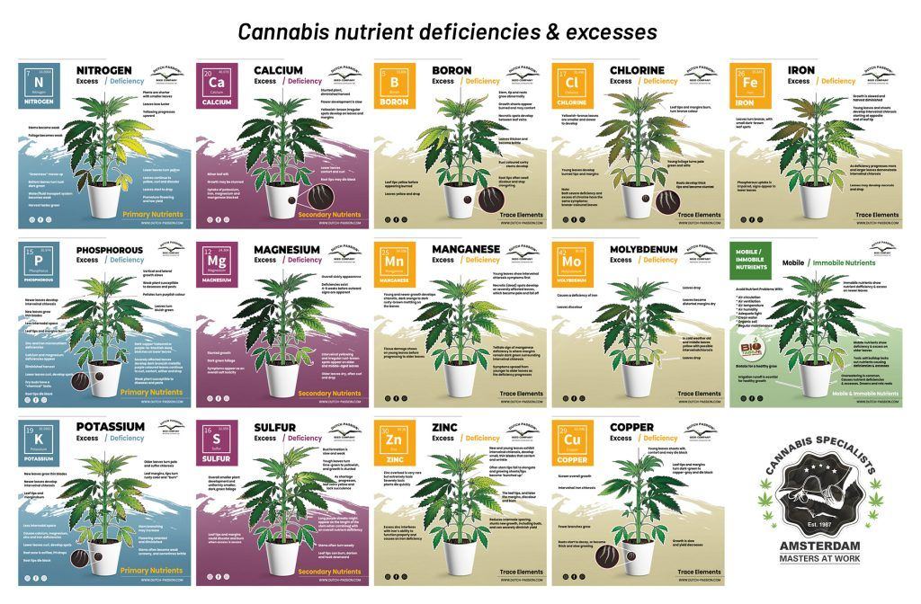 Cannabis nutrient deficiencies and excesses 1024x672