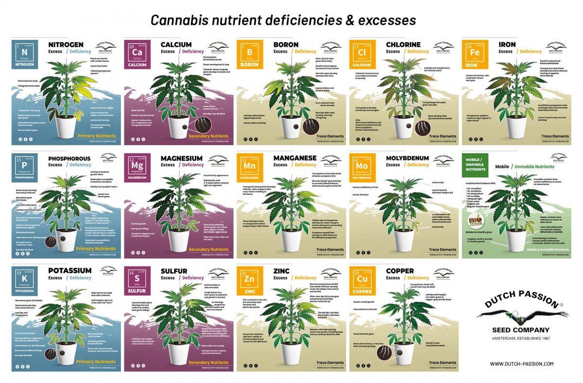 Cannabis nutrient deficiencies and excesses chart