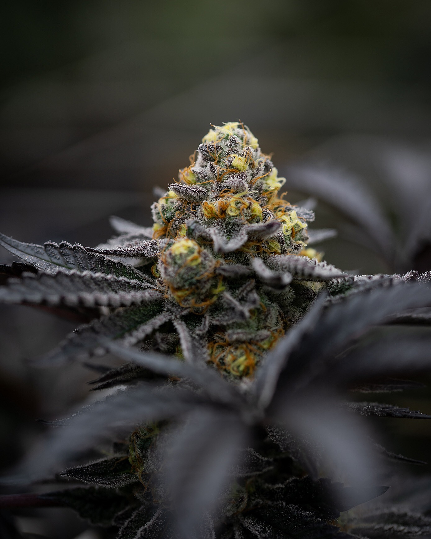 Cannabis photography hi res shots only 5