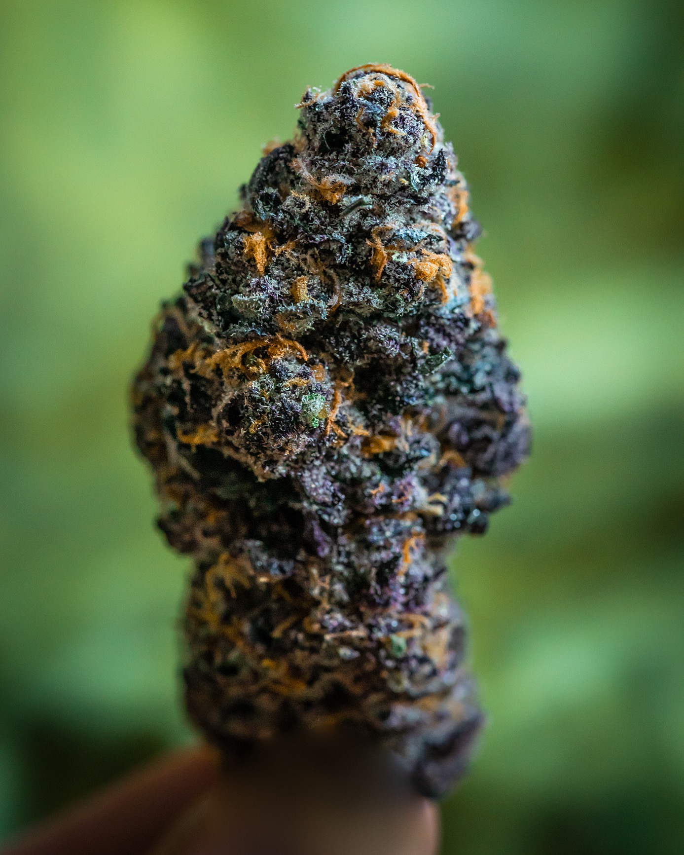 Cannabis photography hi res shots only