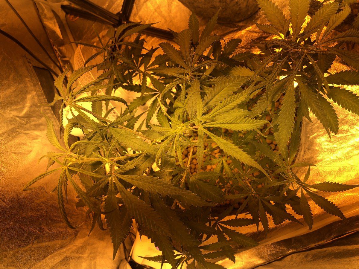 Cannabis plant clawing 2