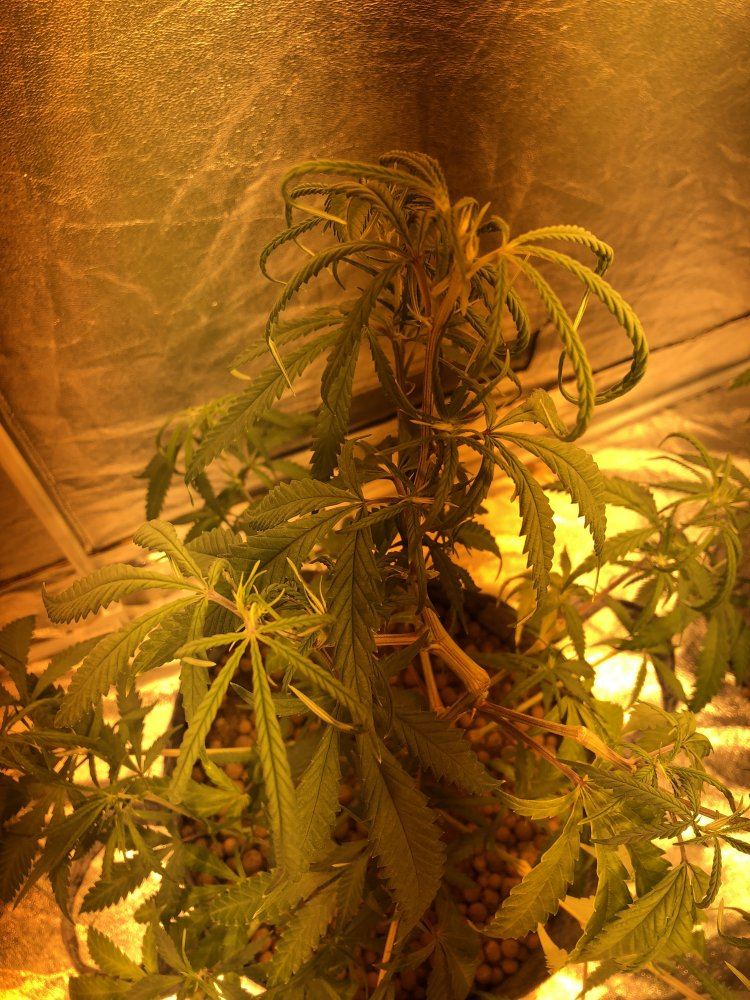 Cannabis plant clawing 3