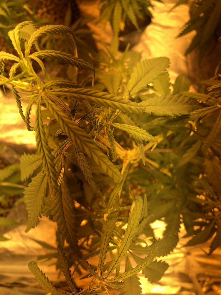 Cannabis plant clawing