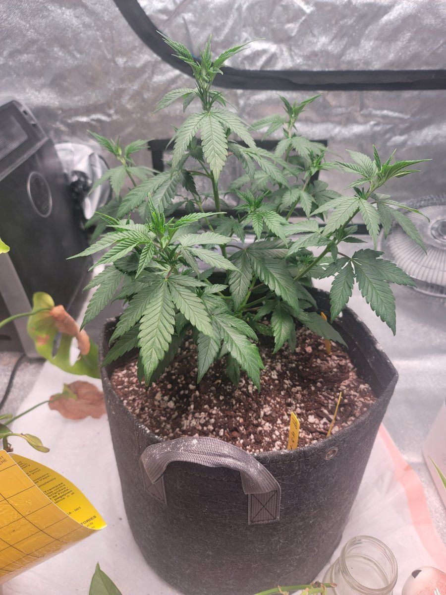 Cannabis plant drooping  cant figure out what is wrong 3