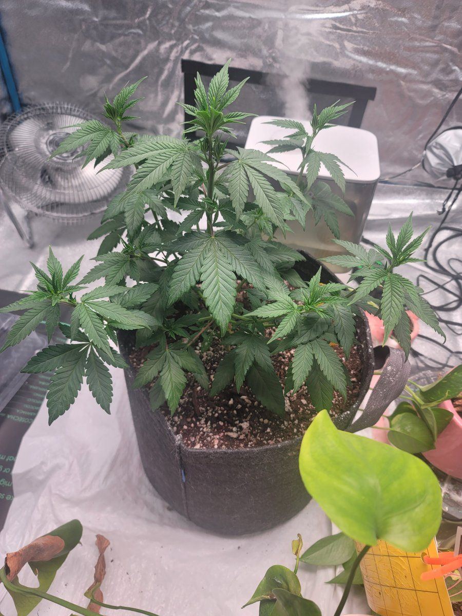 Cannabis plant drooping  cant figure out what is wrong 4
