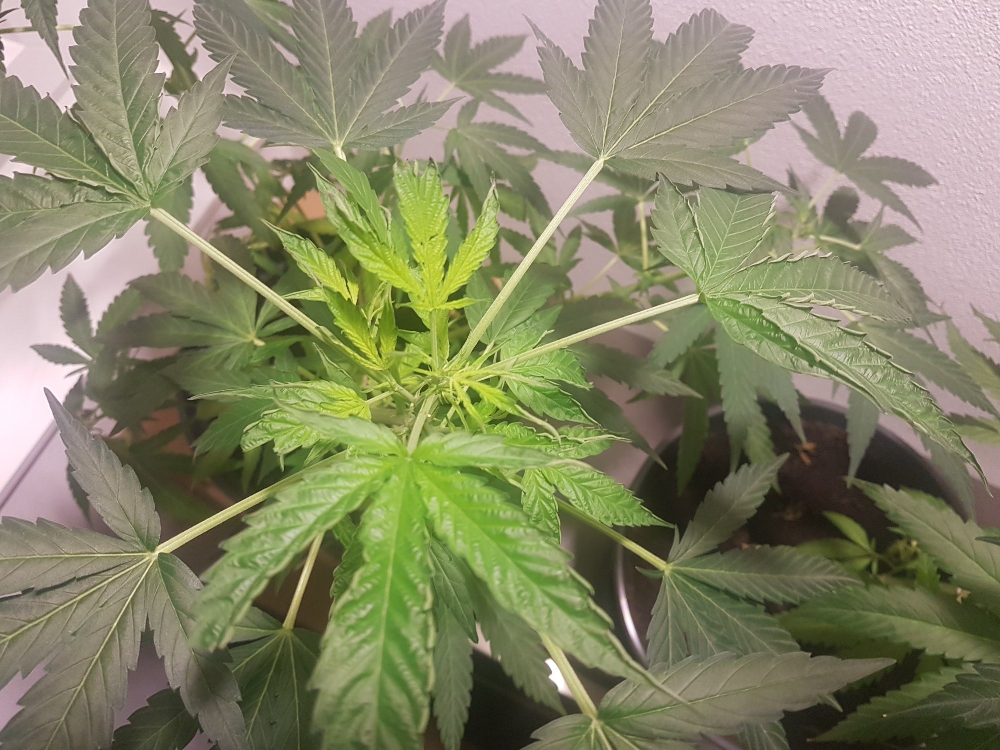 Cannabis plant grows really slow too much light 2