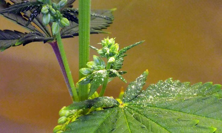 Cannabis plant pollen