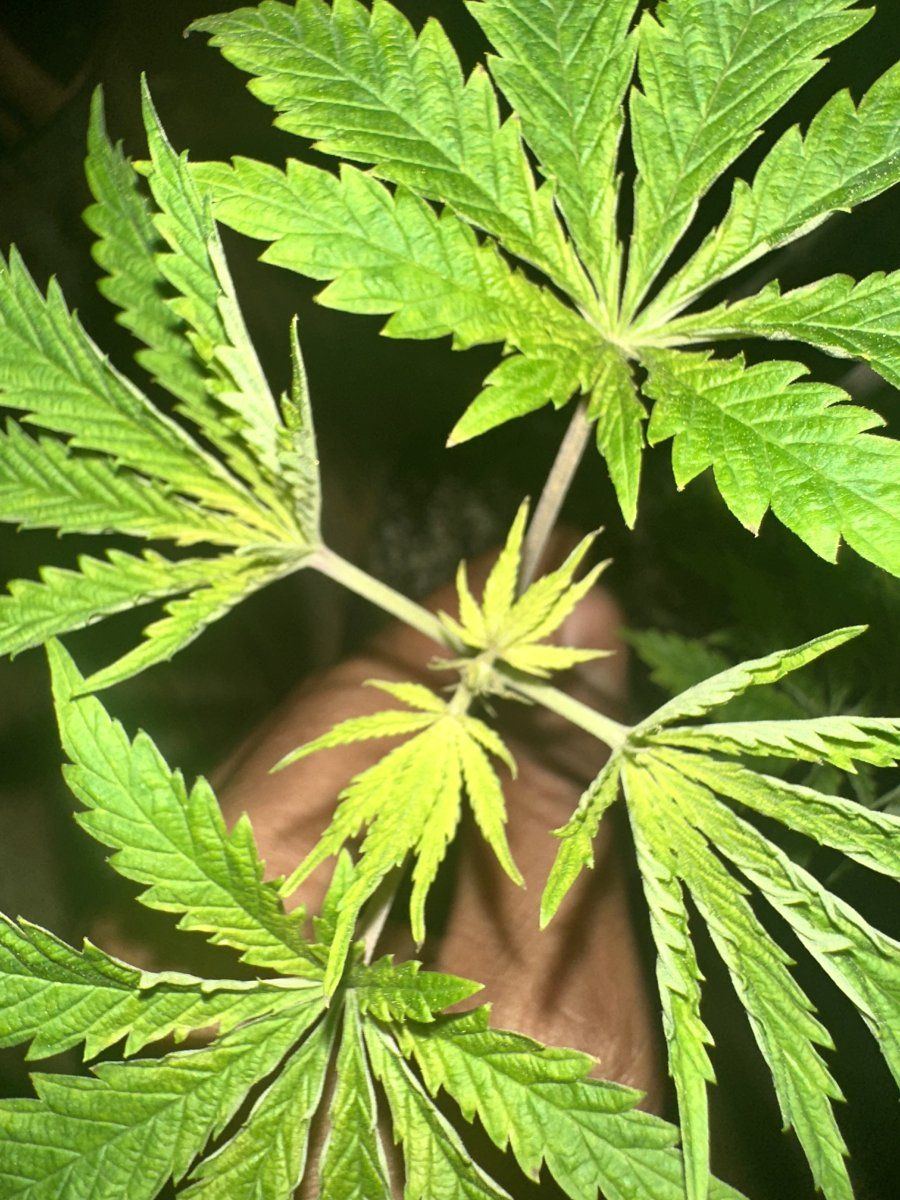 Cannabis plants new growth keep turing yellow 2