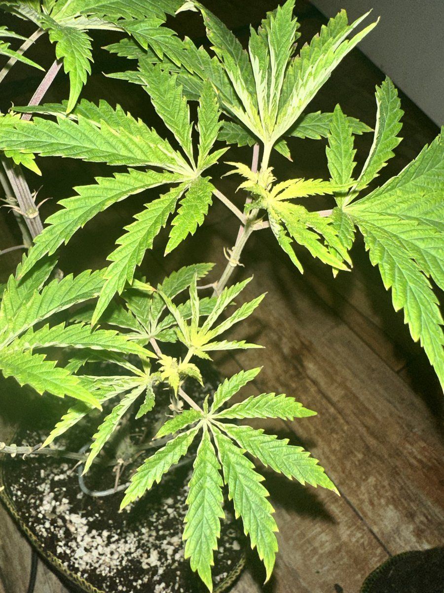 Cannabis plants new growth keep turing yellow 3
