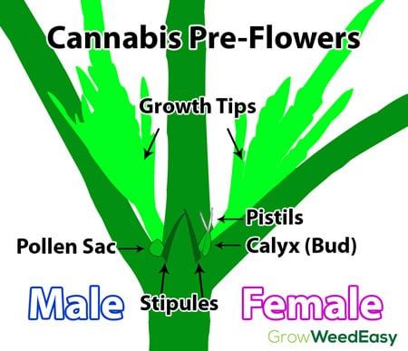 Cannabis preflowers diagram sm