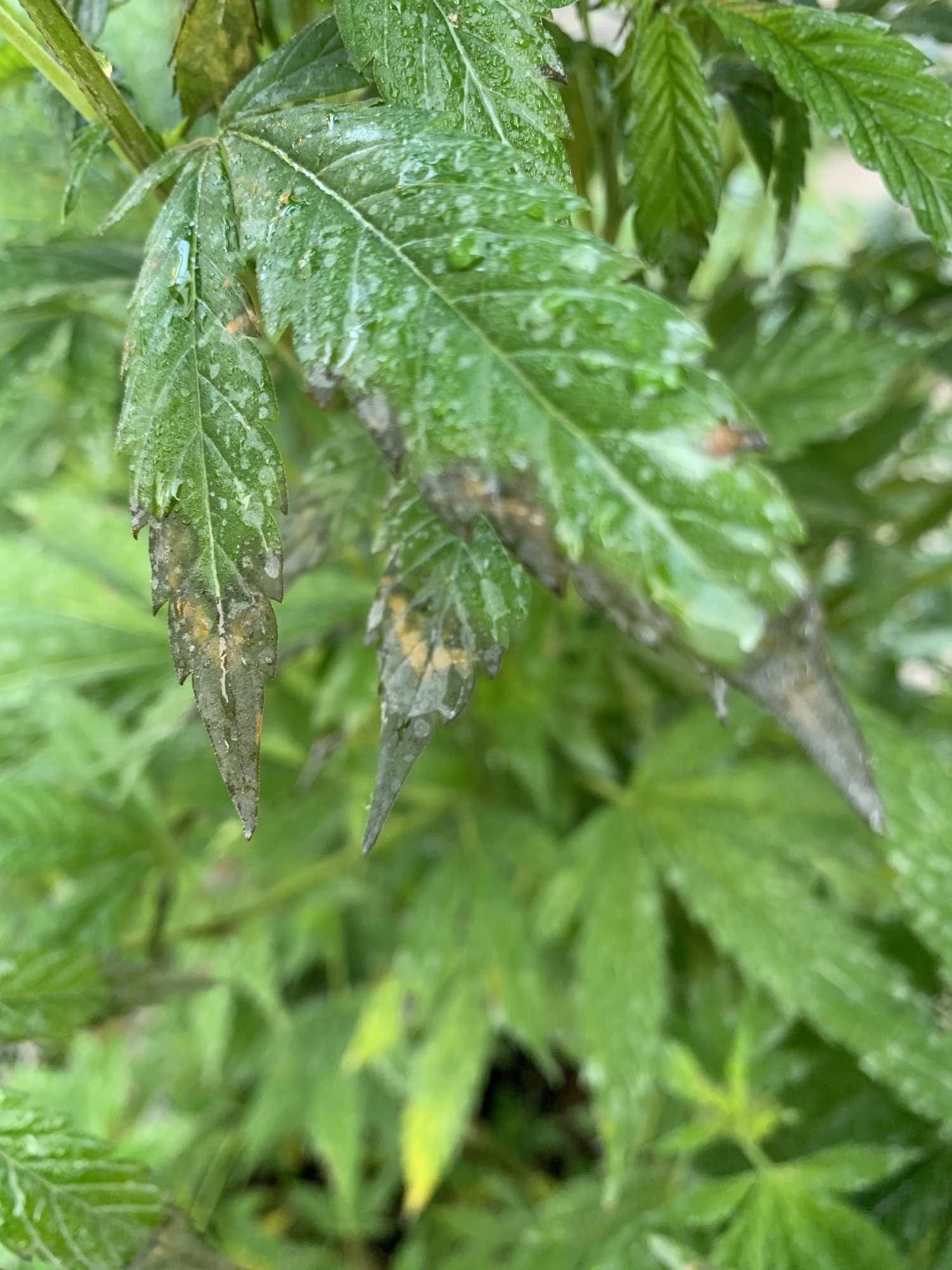 Cannabis problems please help out 3